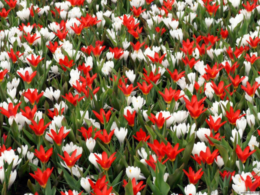 425319 (a): :1600x1200